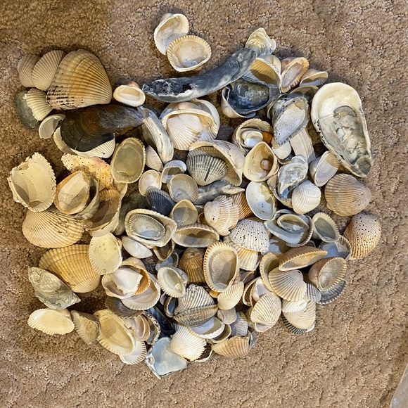 Vintage natural seashells. 2 pound 6 ounce bag. Picked by myself 1980s. - Picture 5 of 5